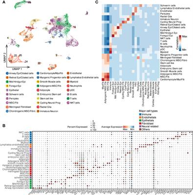 Characterization of immature ovarian teratomas through single-cell transcriptome